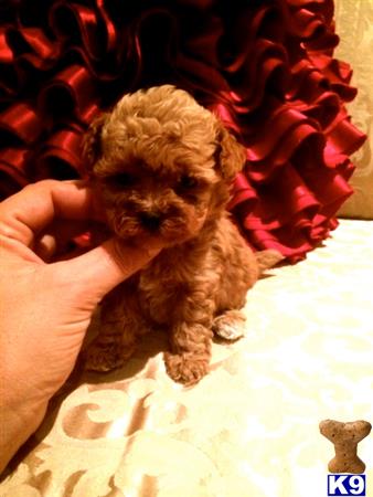 maltipoo puppy posted by NEW PUPPIES